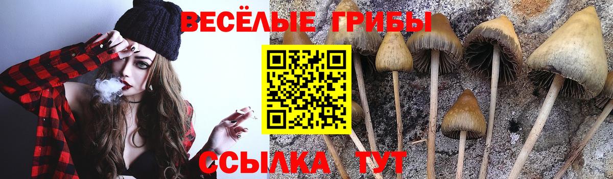 Галлюциногенные грибы Psilocybe Саяногорск